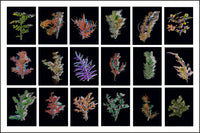 The Sparkling Alps Icons Nr. 14 - Spiny Plants of the Alps