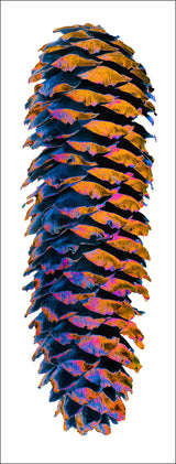 The Sparkling Alps Icons Nr. 47 - Spruce Cone
