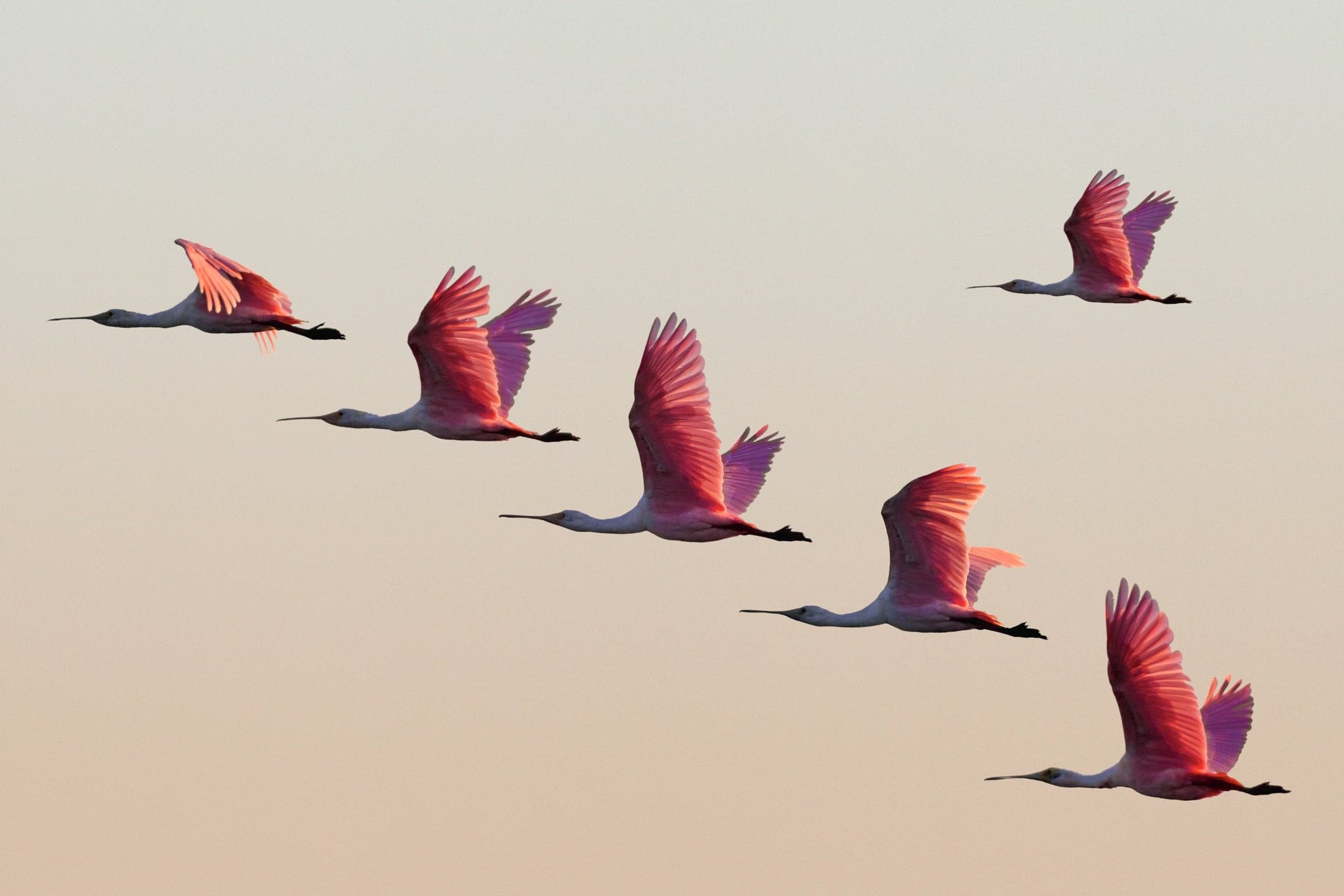 Pink Dream, Ibera wetlands, Argentina - Petra Gut Contemporary AG Jasmine Rossi
