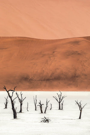 Tree of Life II, Namib Desert, Nambia